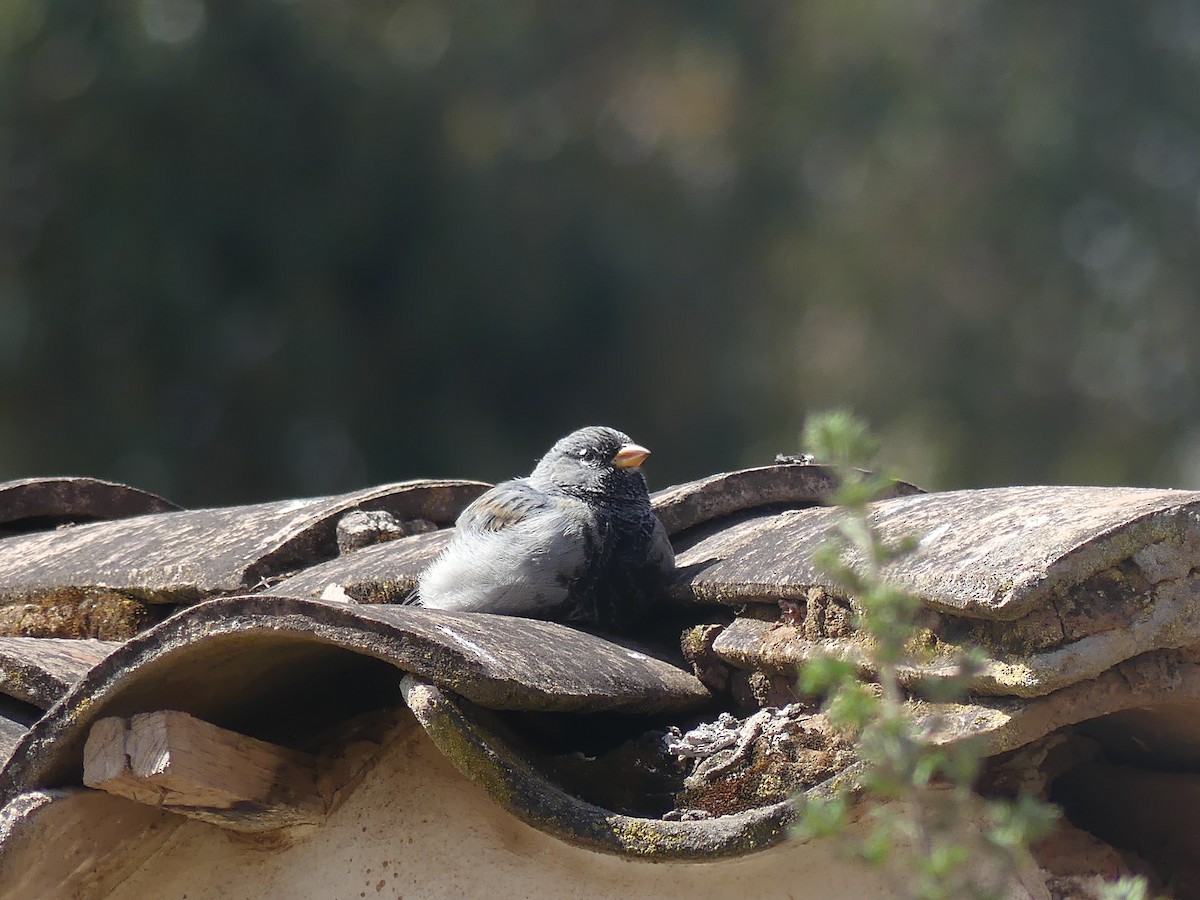 Mourning Sierra Finch (Mourning) - ML644391890