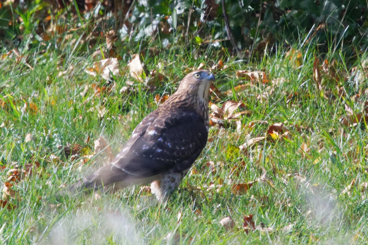 Cooper's Hawk - ML644391900