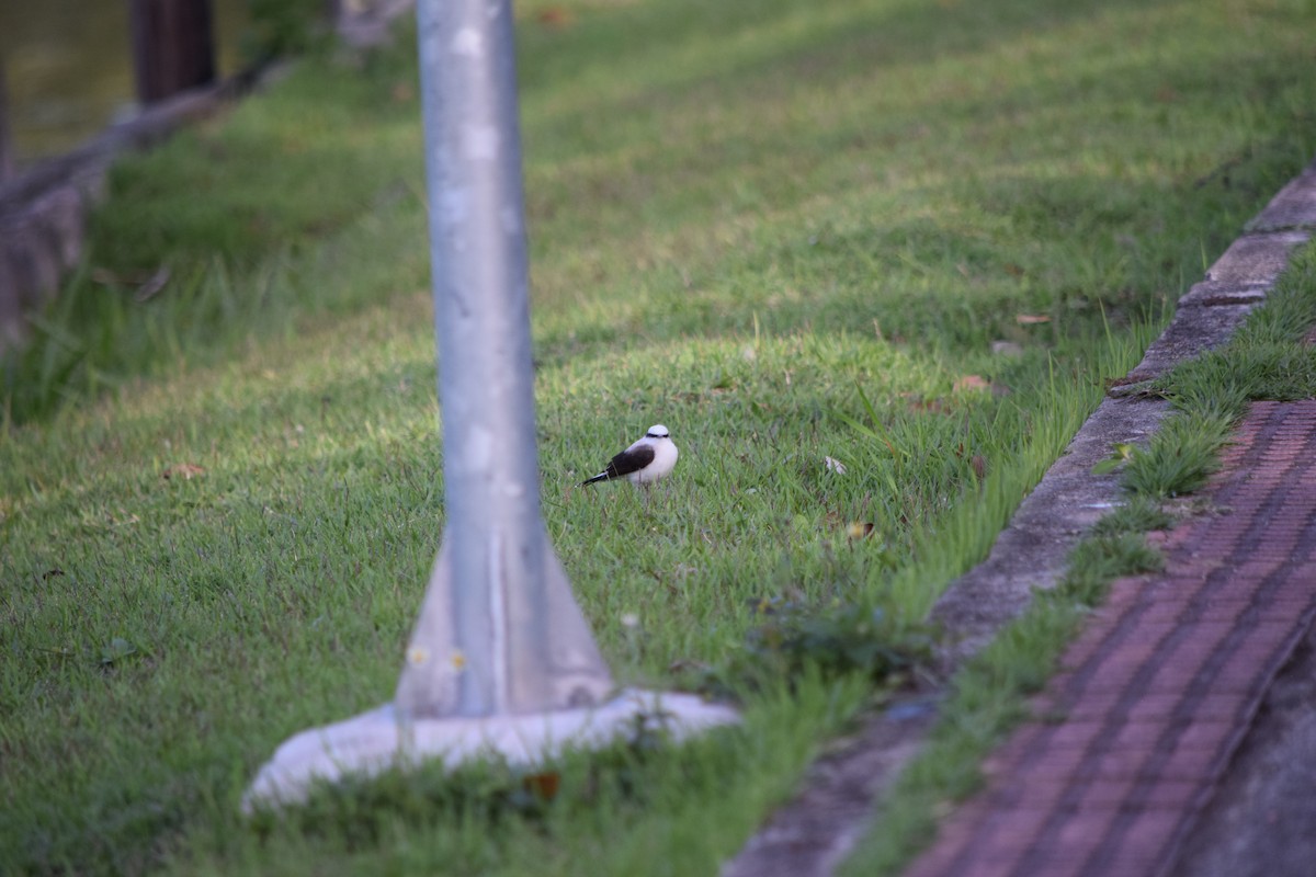 Masked Water-Tyrant - ML644391904