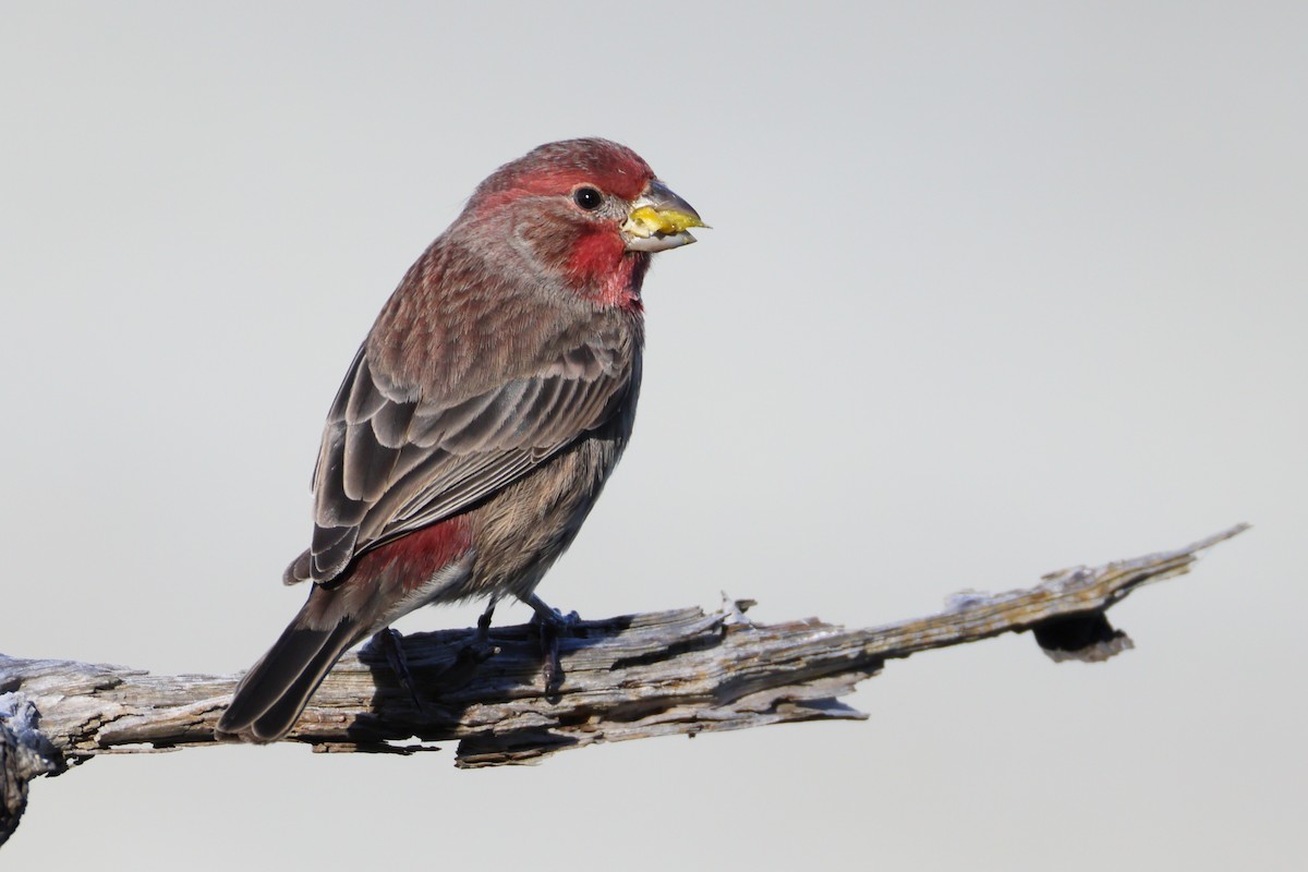 Чечевиця садова - ML644391905