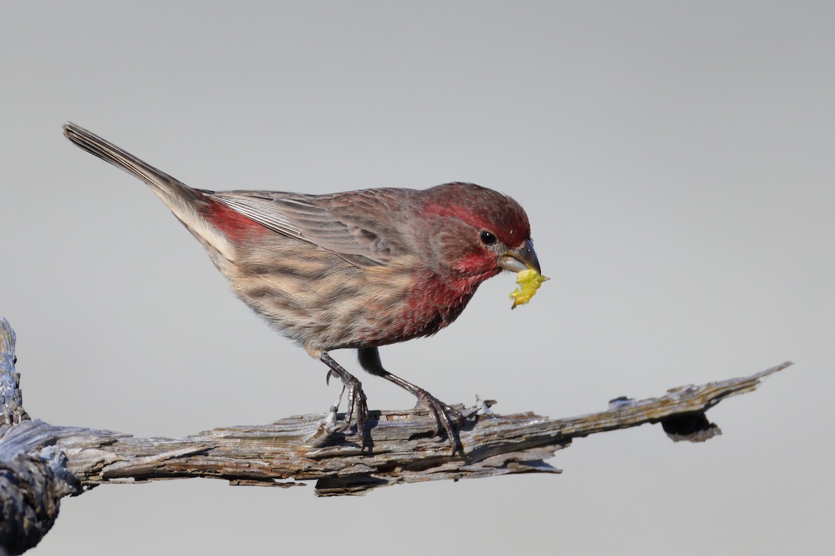 Чечевиця садова - ML644391906