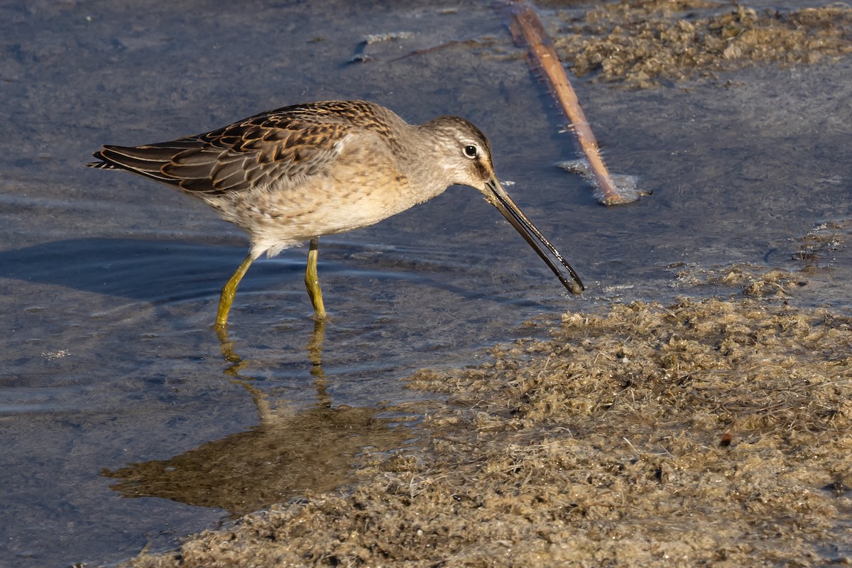 Tundraschlammläufer - ML644391907