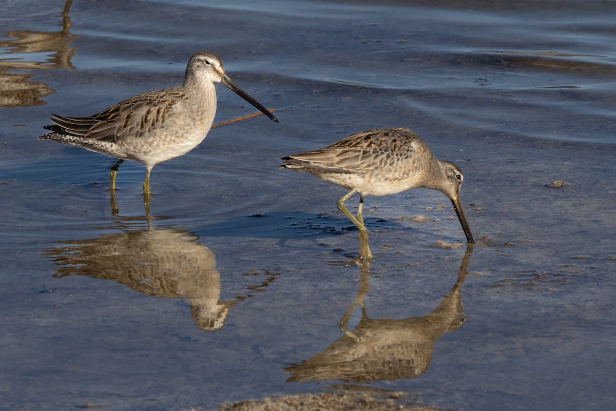 Tundraschlammläufer - ML644391908