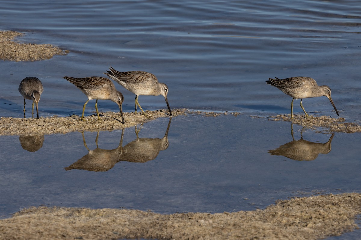 Tundraschlammläufer - ML644391909