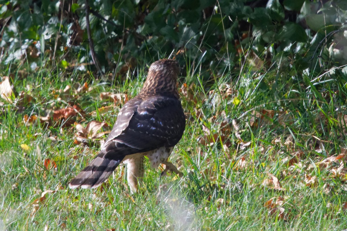 Cooper's Hawk - ML644391911