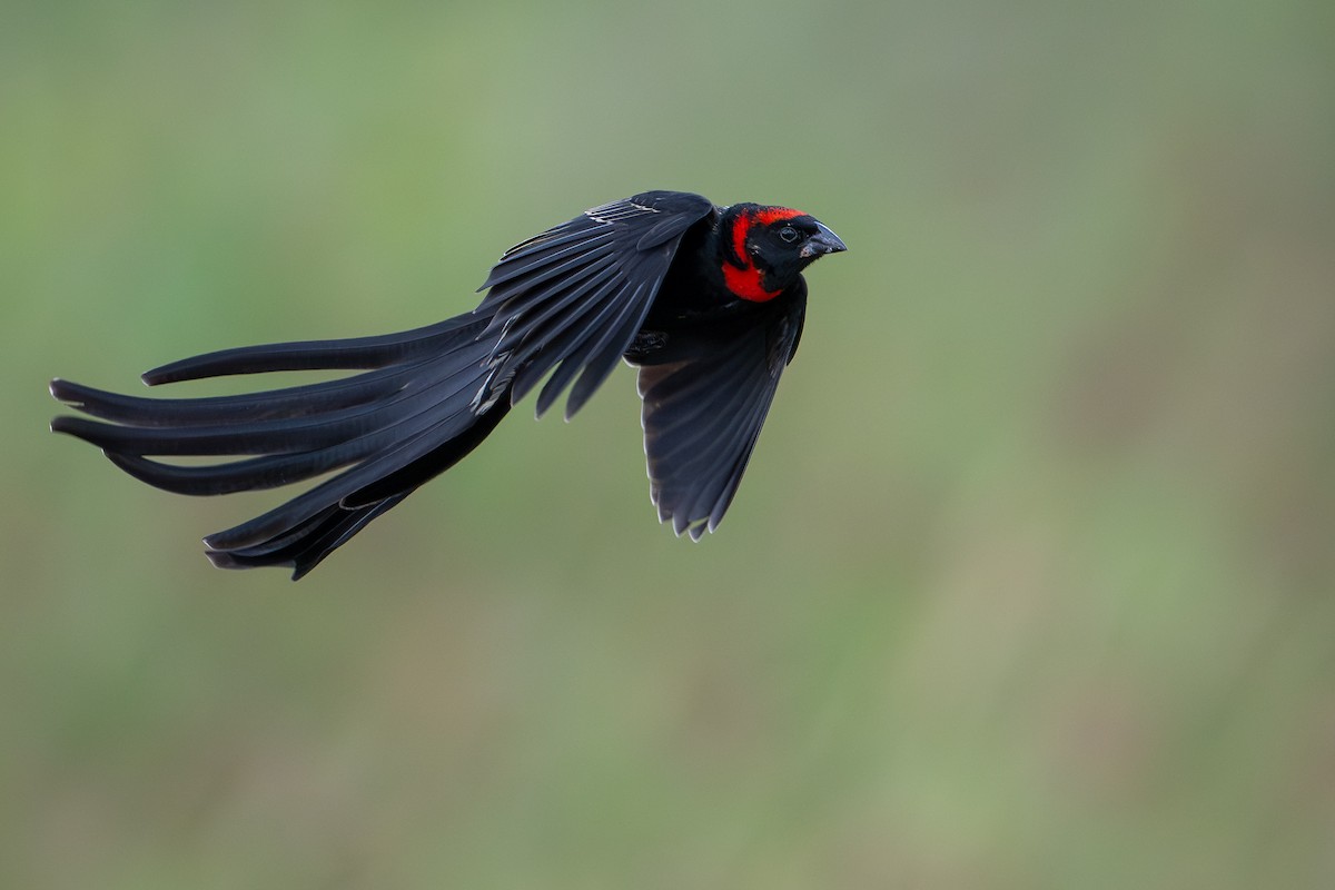 Red-cowled Widowbird - ML644391915