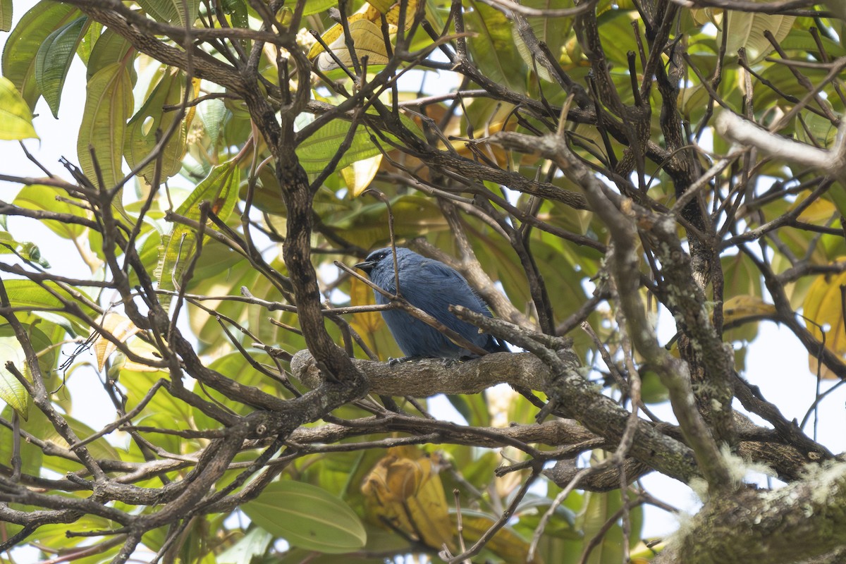 Masked Flowerpiercer - ML644391921