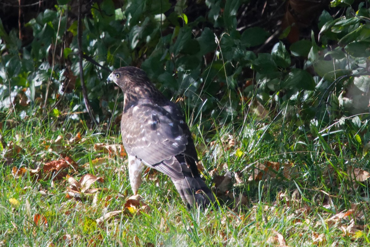 Cooper's Hawk - ML644391923