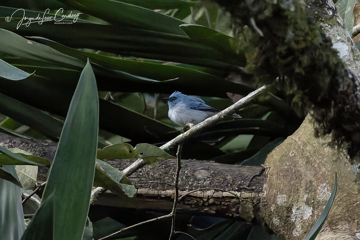 Ельмінія блакитна - ML644391951