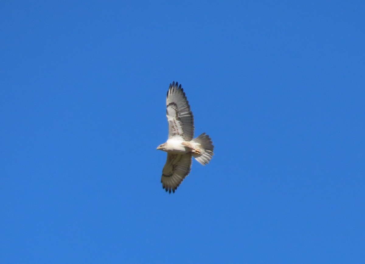 Ferruginous Hawk - ML644391952