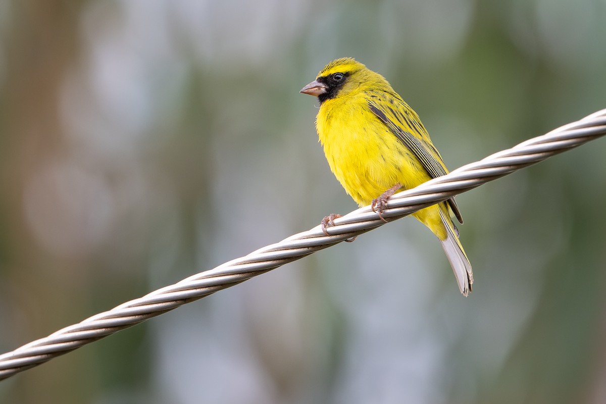 African Citril - ML644391963