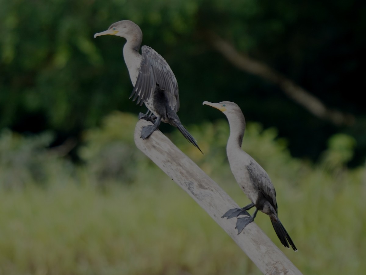 flodskarv - ML644391971