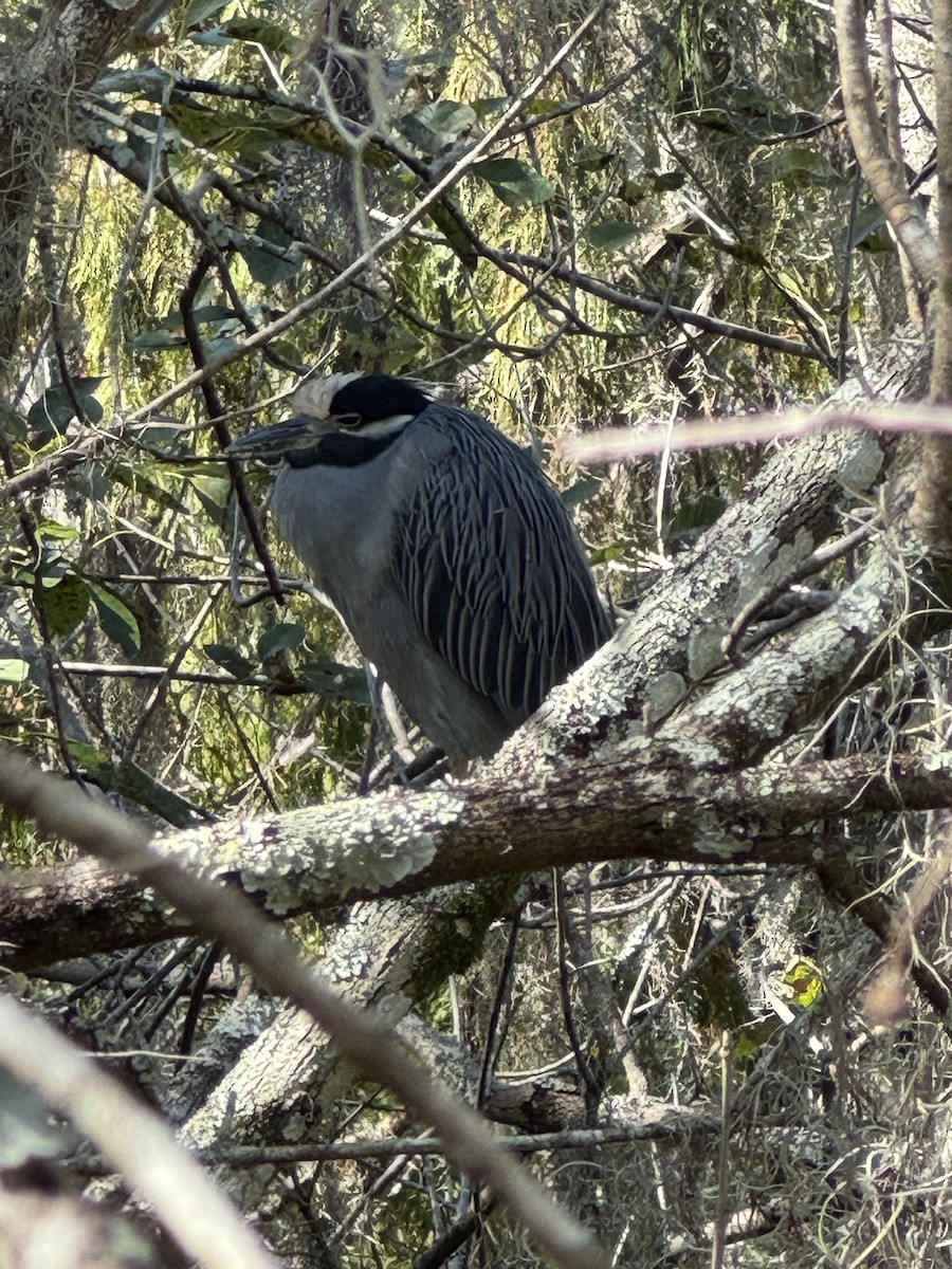 Sarı Tepeli Gece Balıkçılı - ML644391972