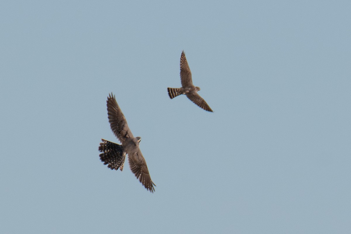 Belatz galtzaduna - ML644391973