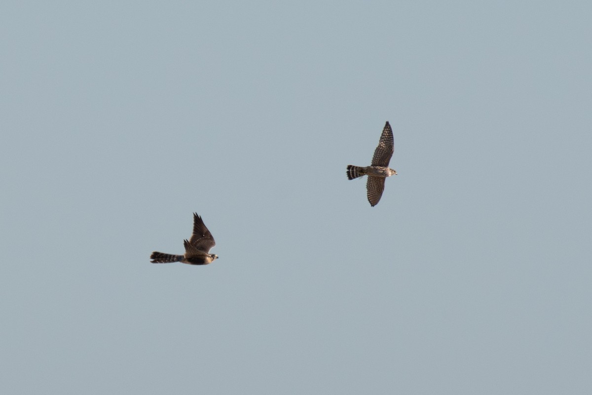 Belatz galtzaduna - ML644391975