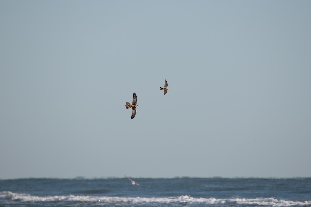 Belatz galtzaduna - ML644391976