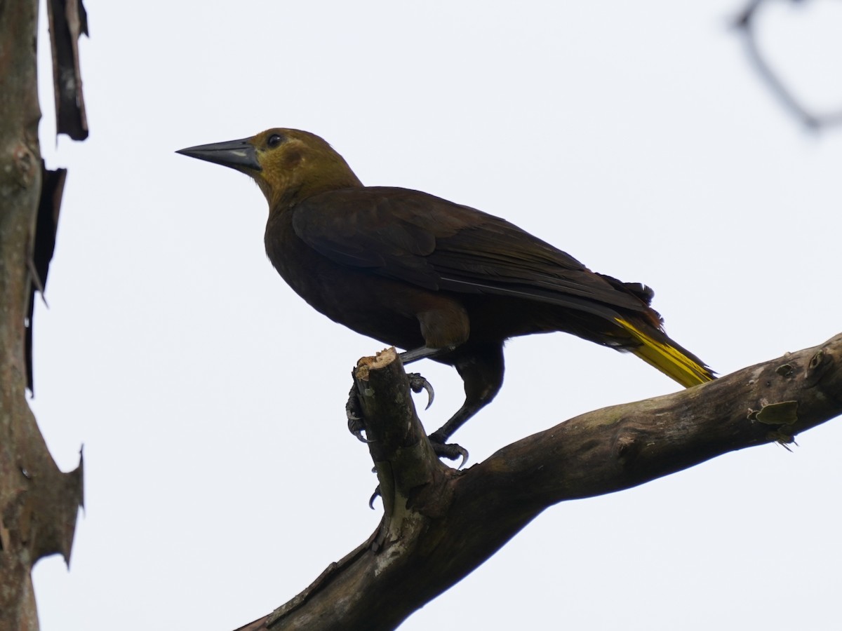 セアカオオツリスドリ（angustifrons グループ） - ML644391985