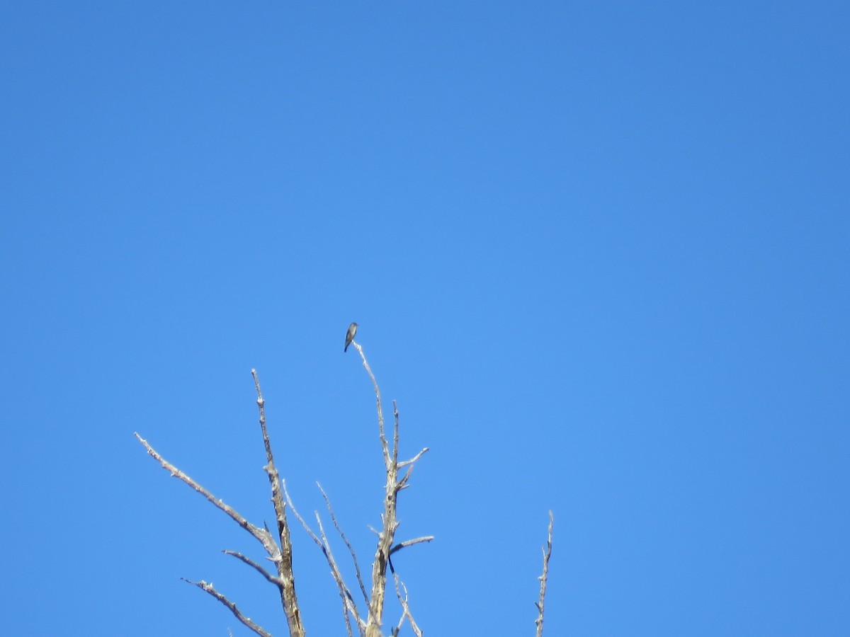 Olive-sided Flycatcher - ML644391991