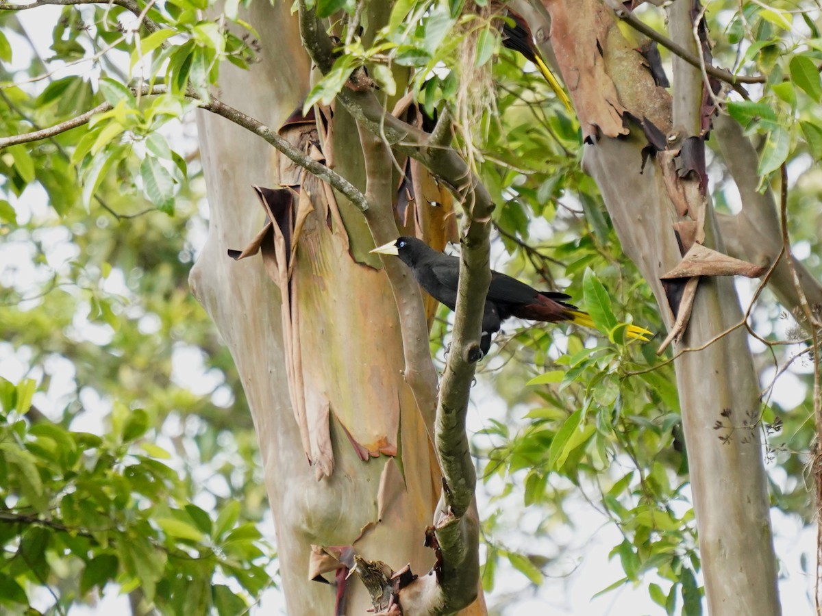 カンムリオオツリスドリ - ML644391994