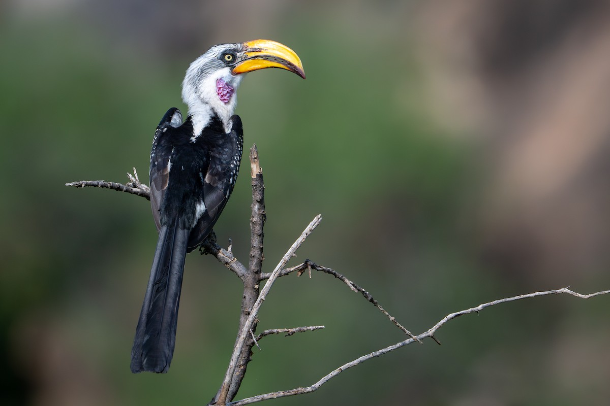 Toco Piquigualdo Norteño - ML644391998