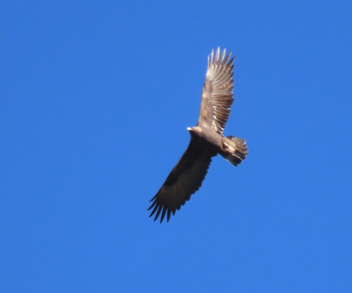 Golden Eagle - ML644391999