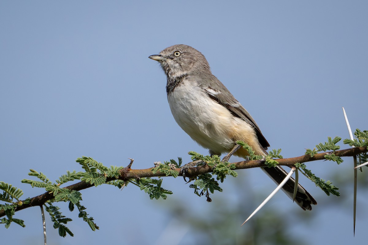 Banded Parisoma - ML644392001