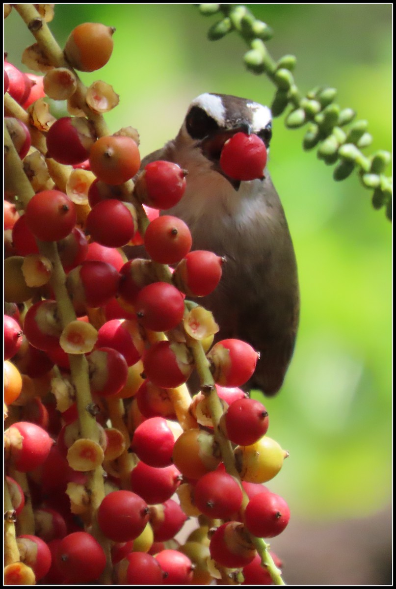 Schwarzzügelbülbül - ML644392002