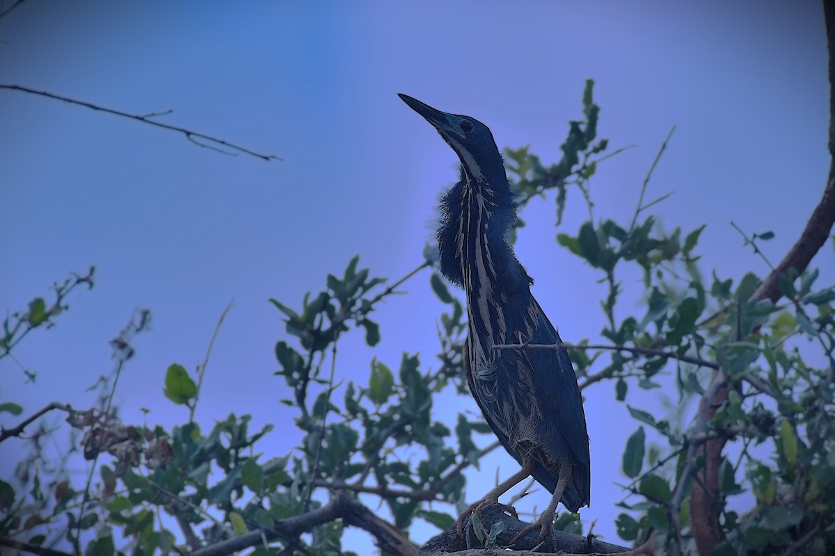 Kurşuni Küçük Balaban - ML644392006