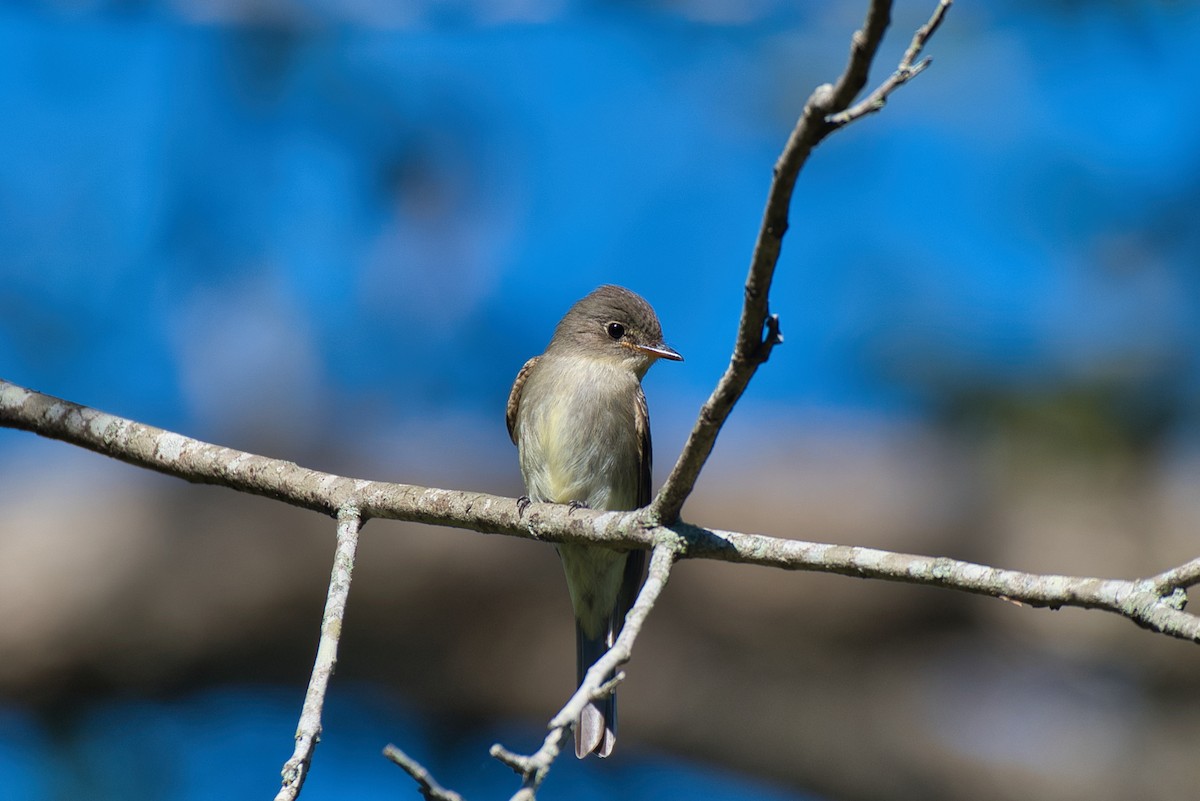 Eastern Wood-Pewee - ML644392008