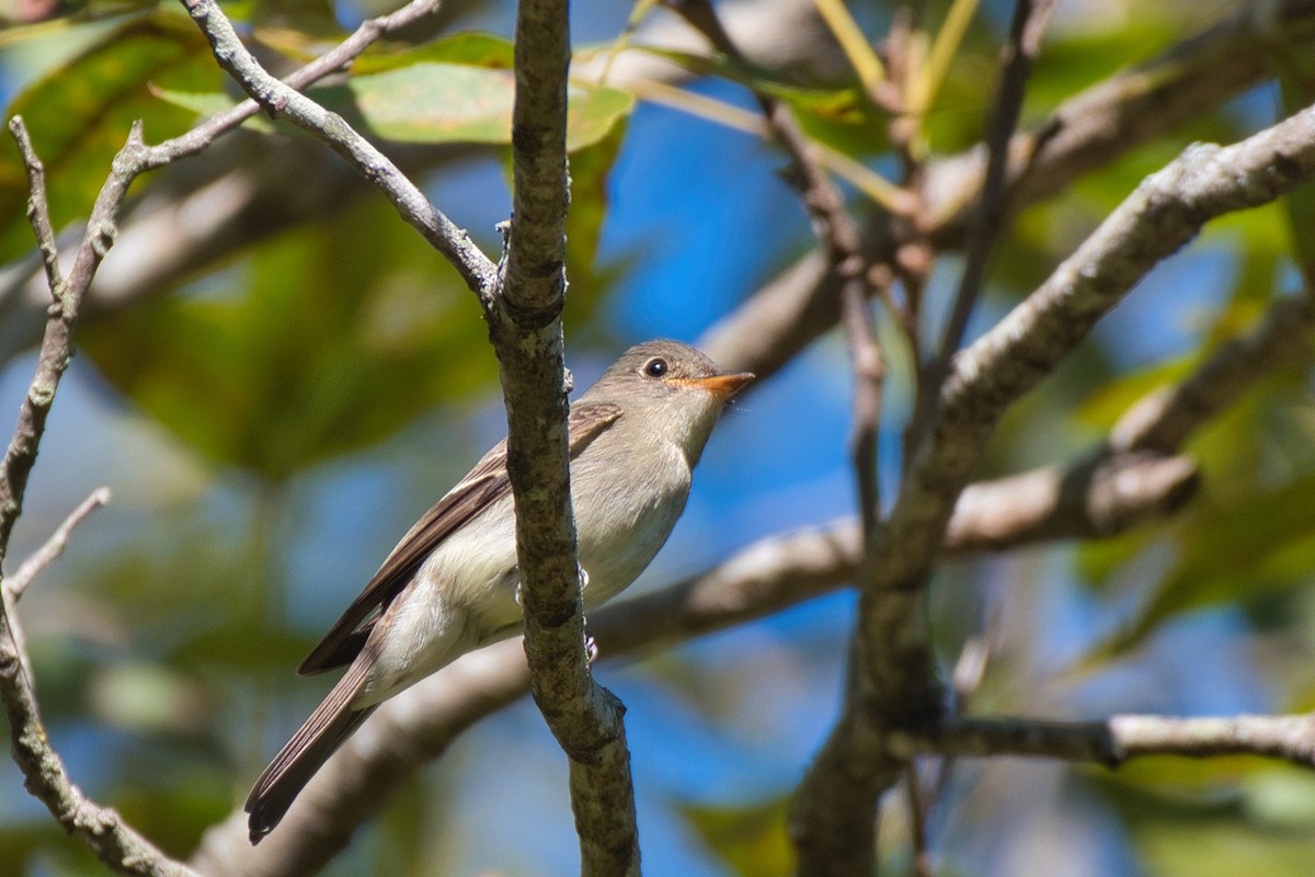 Eastern Wood-Pewee - ML644392015