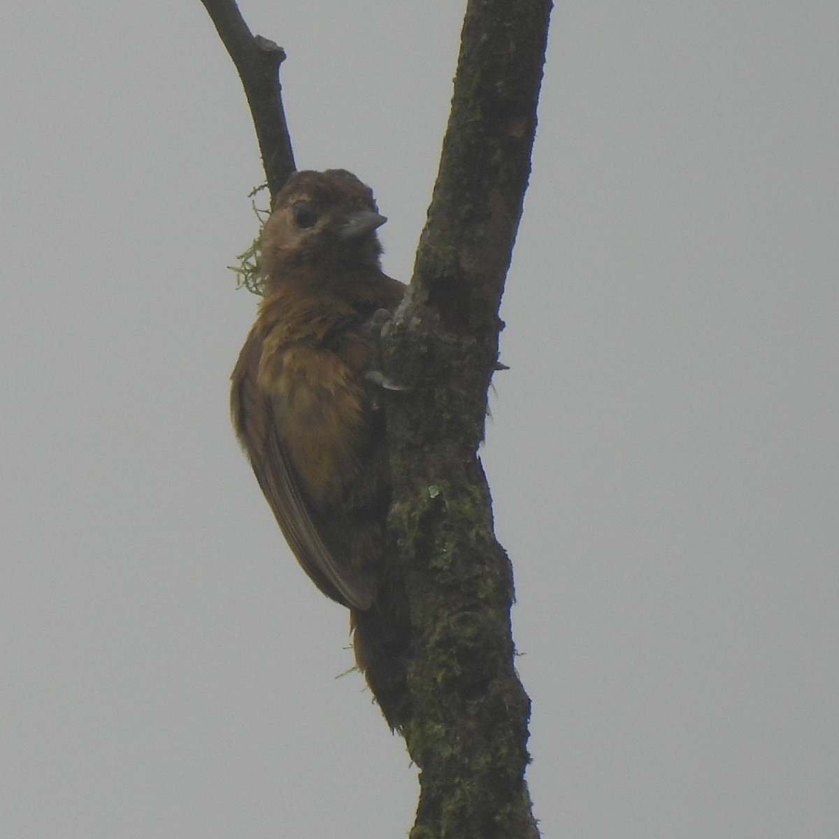 ハゲラ - ML644392016