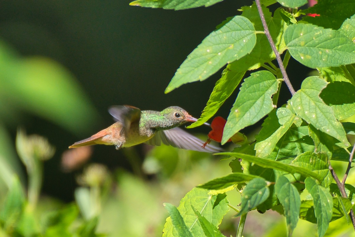 yucatánkolibri - ML644392024