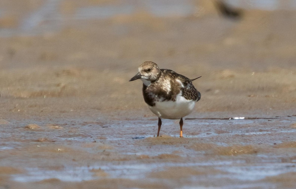 Ruddy Turnstone - ML644392025