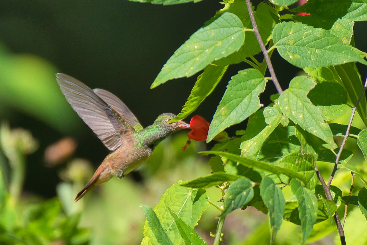 yucatánkolibri - ML644392032