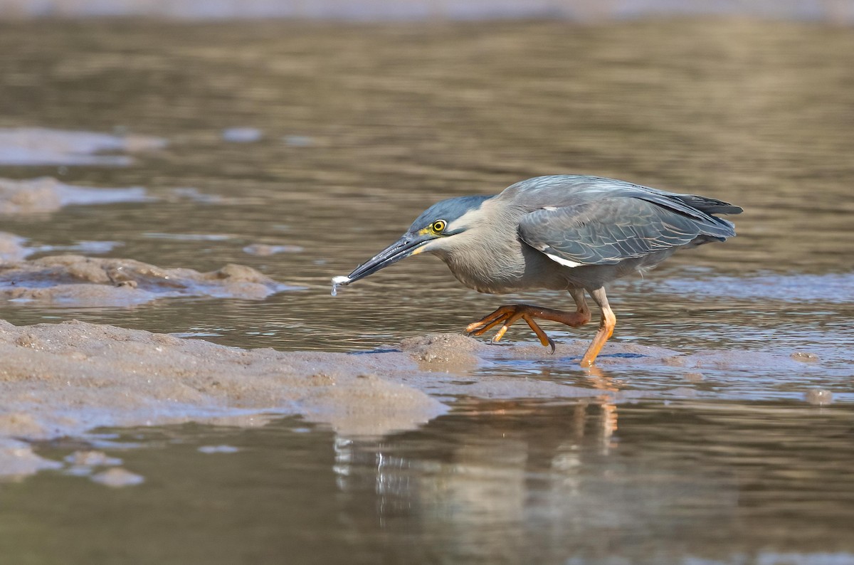 Little Heron - ML644392034