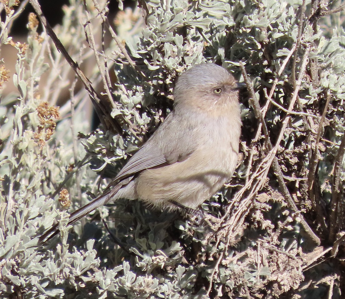 Bushtit - ML644392035