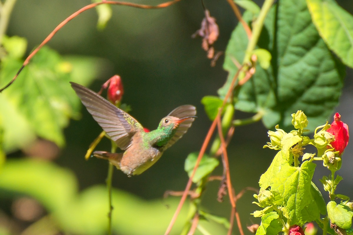 yucatánkolibri - ML644392036
