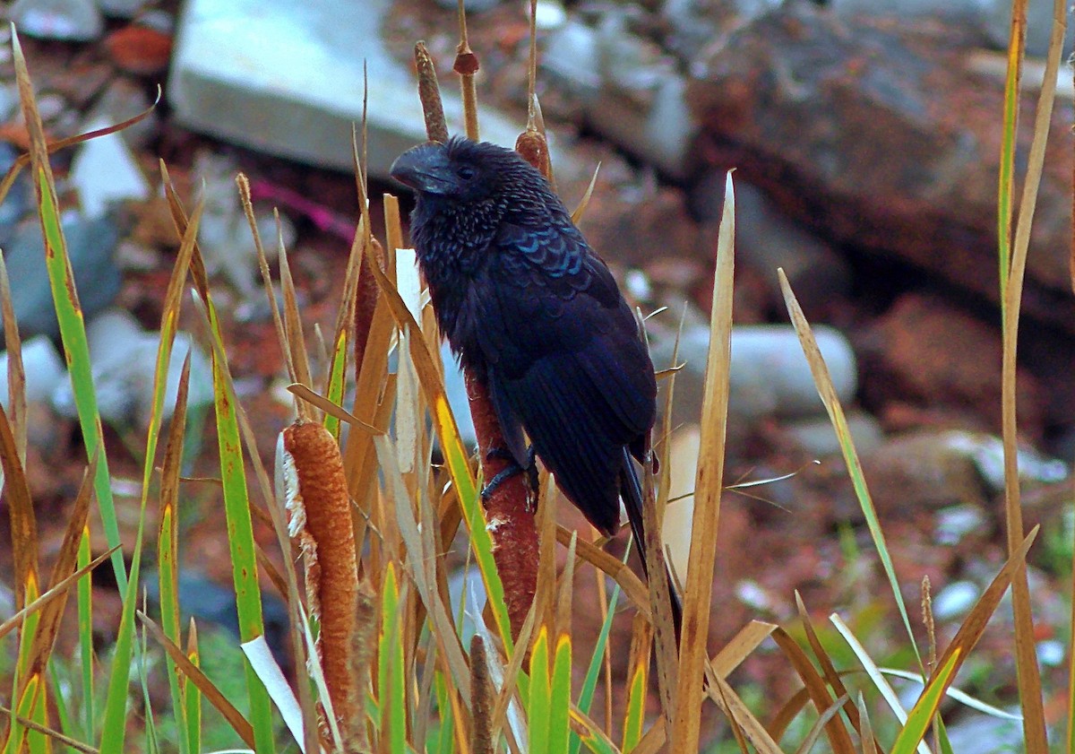 Ані товстодзьобий - ML644392039