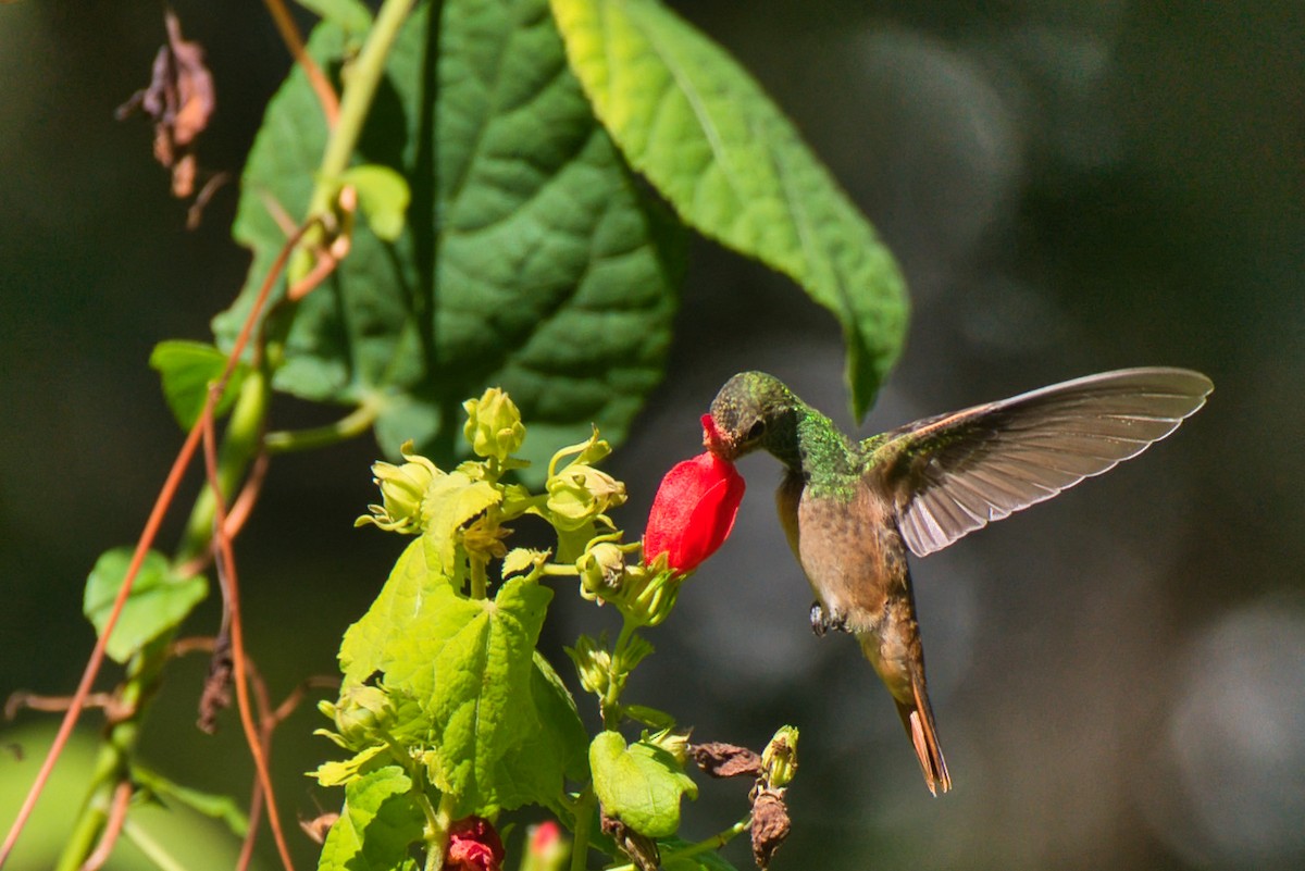 yucatánkolibri - ML644392040