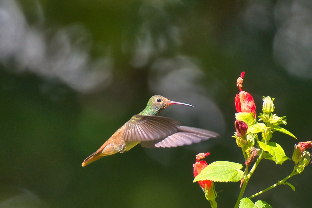 yucatánkolibri - ML644392048