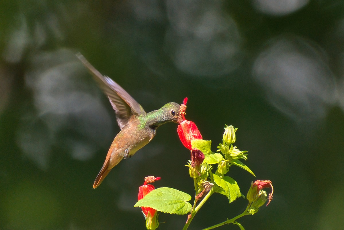 yucatánkolibri - ML644392053