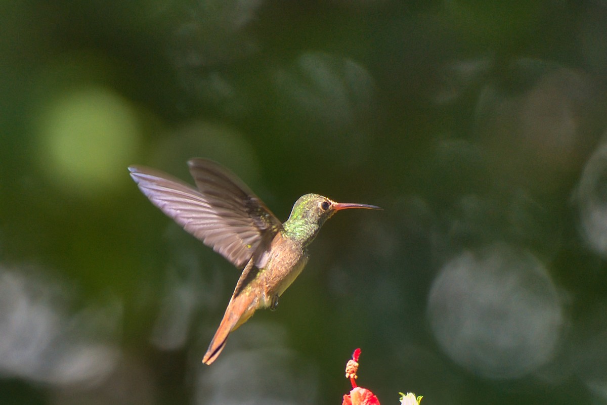 yucatánkolibri - ML644392060
