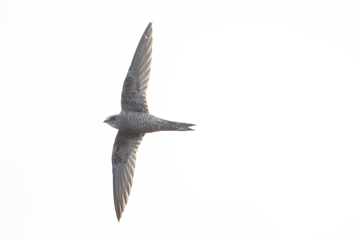 Schuppensegler - ML644392062