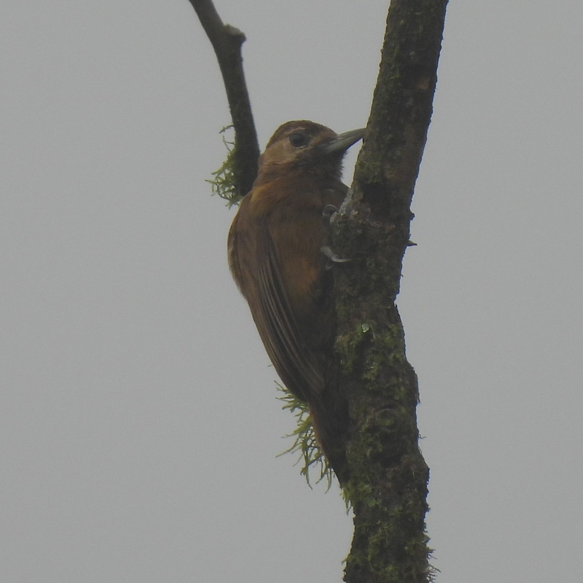 ハゲラ - ML644392063