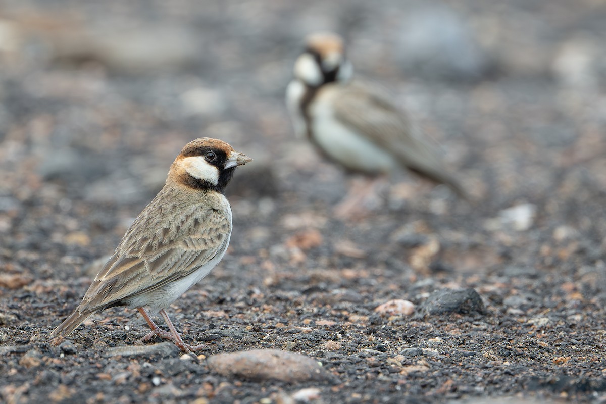 Fischer's Sparrow-Lark - ML644392065