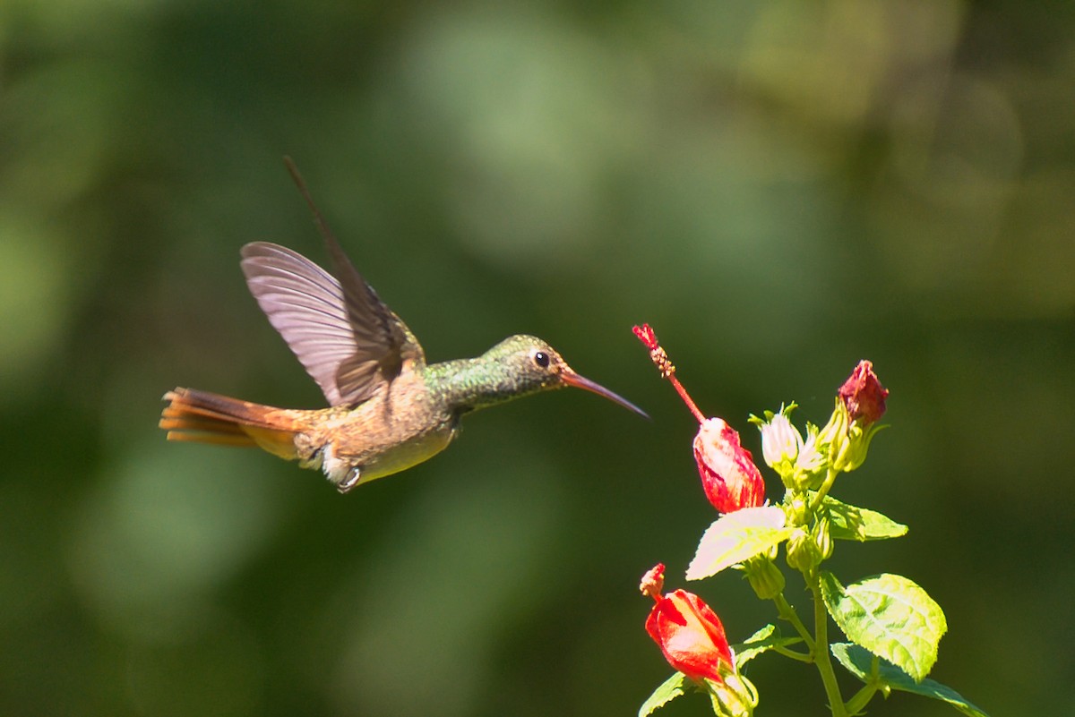 yucatánkolibri - ML644392069