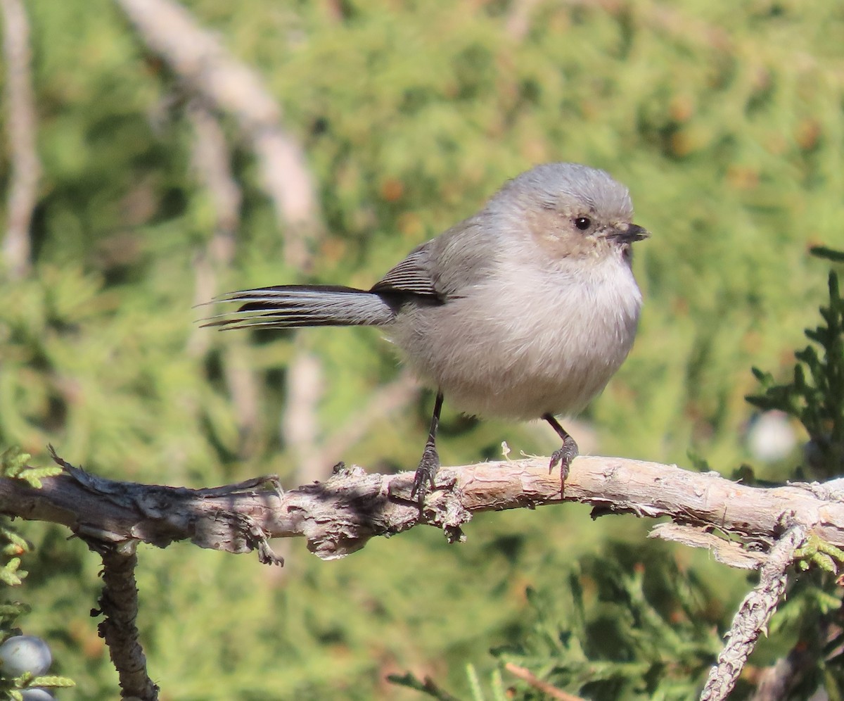 Bushtit - ML644392072