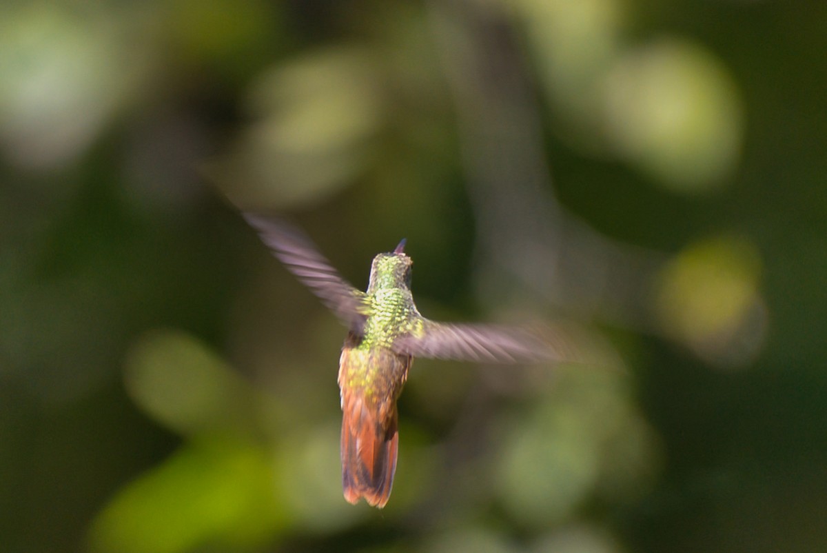 yucatánkolibri - ML644392073