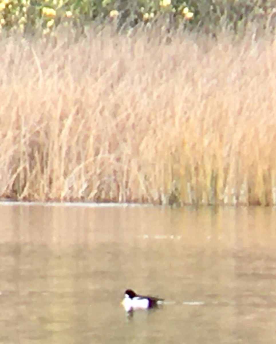 hohol islandský - ML644392079