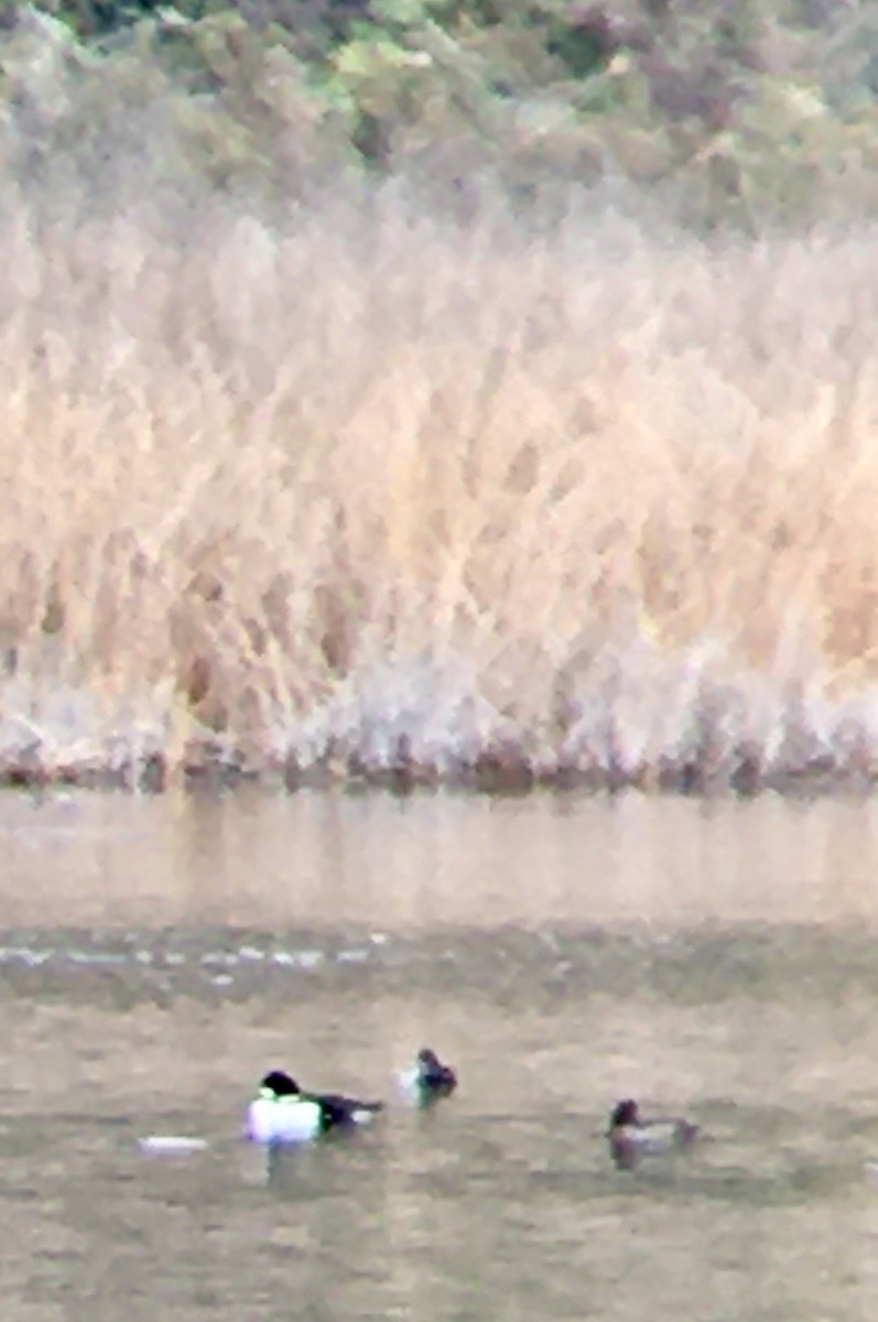 hohol islandský - ML644392081